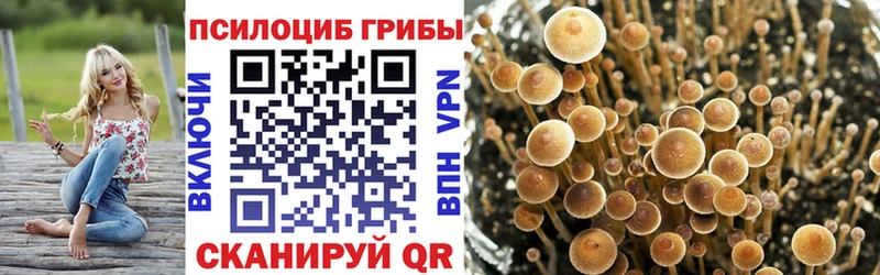 купить наркотик  Первоуральск  Галлюциногенные грибы Psilocybe 